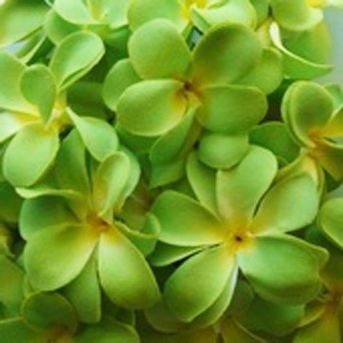 1 Set of 20 LED Green Frangipani Flower Battery String Lights Christmas Gift Home Wedding Party Decoration Outdoor Table Garland Wreath 